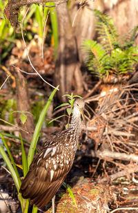 Limpkin wading bird aramus guarauna in the corkscrew swamp sanctuary of naples, florida