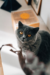 Close-up of blue grey british short hair cat