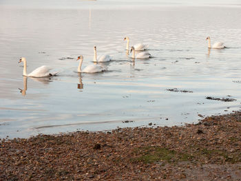 Swans swimming in lake