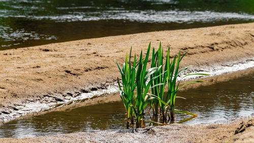 Plants growing at lakeshore