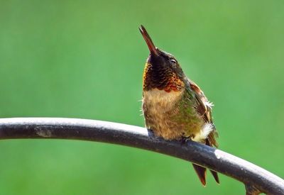 Close-up of bird perching on wood