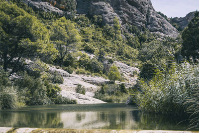 Calm stream with many stones on the path, surrounded by much green forest in catalonia, spain