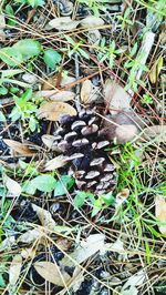 High angle view of mushroom growing on field