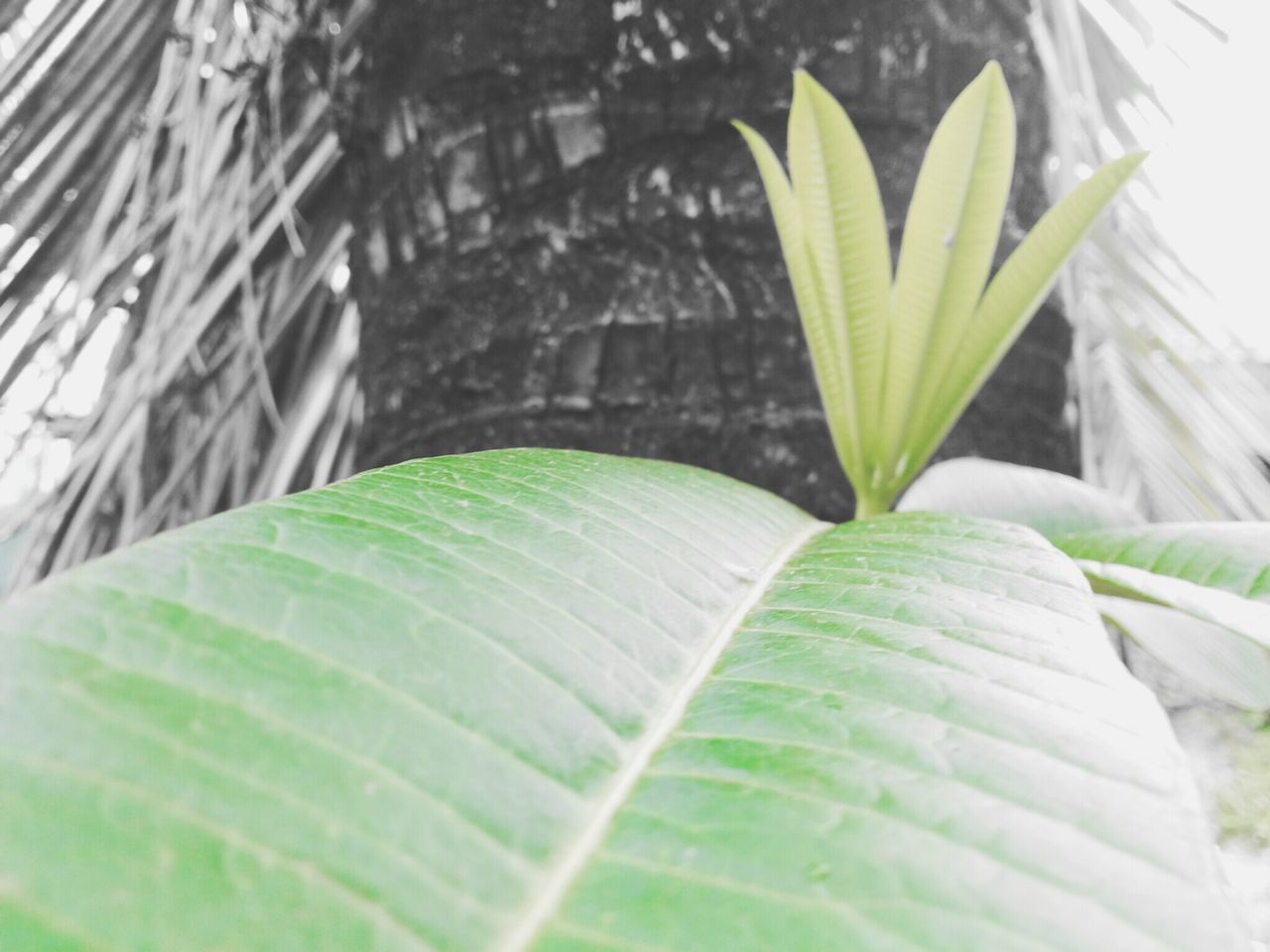 green color, leaf, plant, growth, close-up, green, pattern, built structure, leaf vein, nature, architecture, outdoors, day, no people, natural pattern, building exterior, focus on foreground, wall - building feature, selective focus, textured