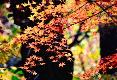 Close-up of leaves on branch