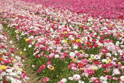 Full frame shot of pink flowering plants on field