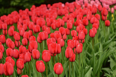 Close-up of red tulips in field