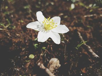 Close-up of white flower blooming outdoors