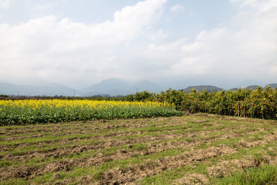 landscape
