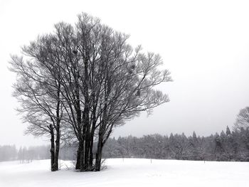 Bare tree on snow covered field against sky