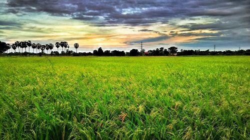 Scenic view of agricultural field against sky