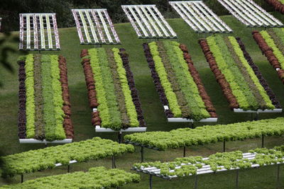 High angle view of flowering plants in field