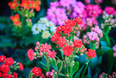 Close-up of red flowering plants