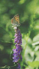 Close-up of butterfly on purple flower