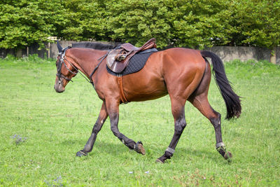 Horse in a field