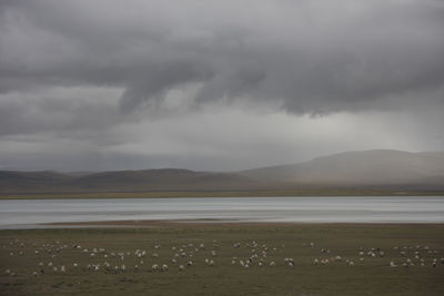 View of birds on land against sky