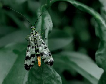 Close-up of butterfly on leaf