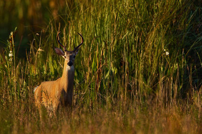 View of deer on field