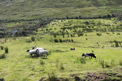 Dog herding sheep on grassy field