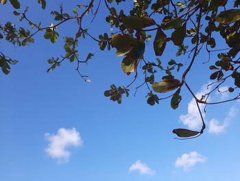 Low angle view of tree against sky