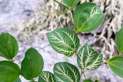 Close-up of green leaves