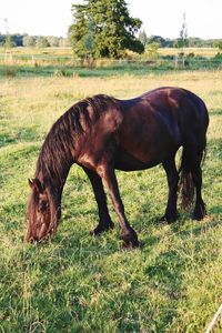 Horse grazing in a field