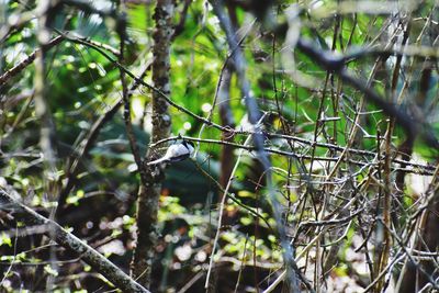 Close-up of bird perching on branch
