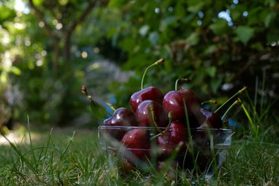 Close-up of apples in field