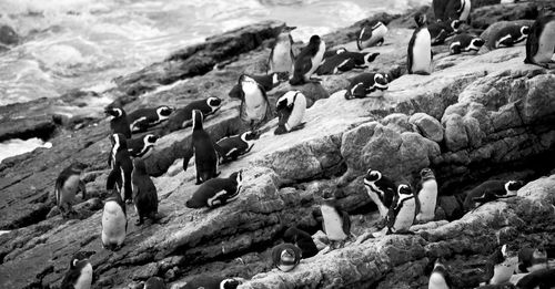 View of an animal on beach