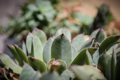 Close-up of plant