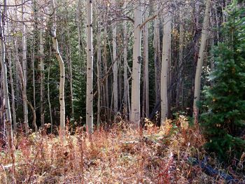 View of trees in forest