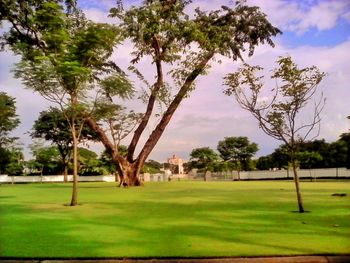 Trees on grassy field in park