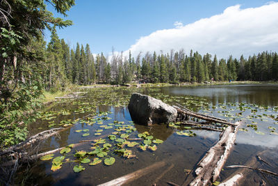 Scenic view of lake by trees against sky