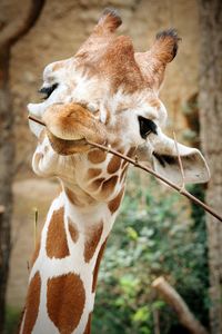 giraffe