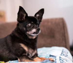 Close-up portrait of dog