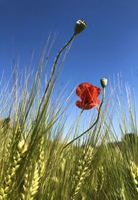 Close-up of red poppy flowers on field against sky