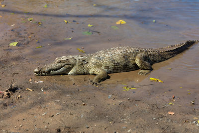 Crocodile on riverbank