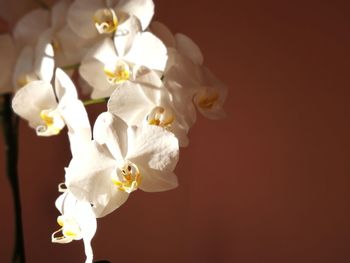 Close-up of white flowering plant