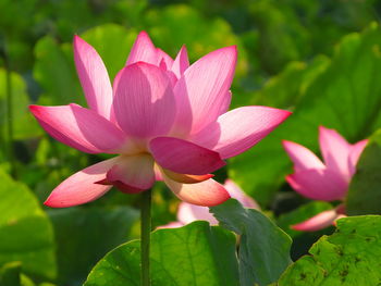 Close-up of pink lotus water lily