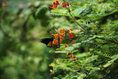 Close-up of butterfly pollinating flower