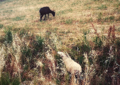 Cow grazing on field