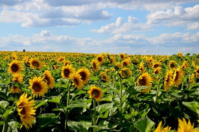 Sunflower field against cloudy sky