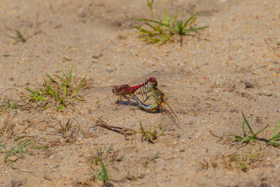 High angle view of insect on grass
