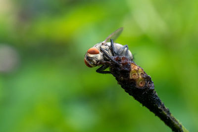 Close-up of insect on plant