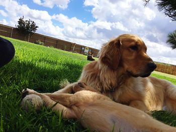 Dog relaxing on field