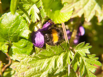 Close-up of bee pollinating on flower