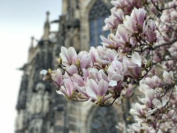 Close-up of pink cherry blossom against building