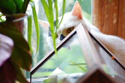 Close-up of cat on plant