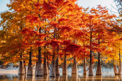 Trees in lake during autumn