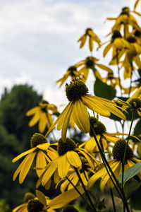 Close-up of yellow flowering plant against sky